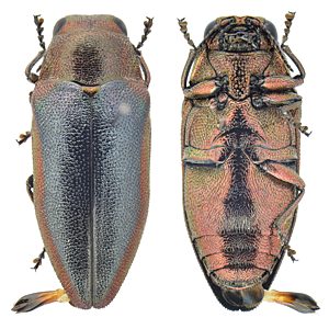 Stanwatkinsius lindi, PL1503A, male, from Hakea cycloptera, EP